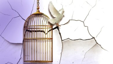 Neu geboren werden - Eine Taube die aus einem Käfig ausbricht und neues Leben erlangt