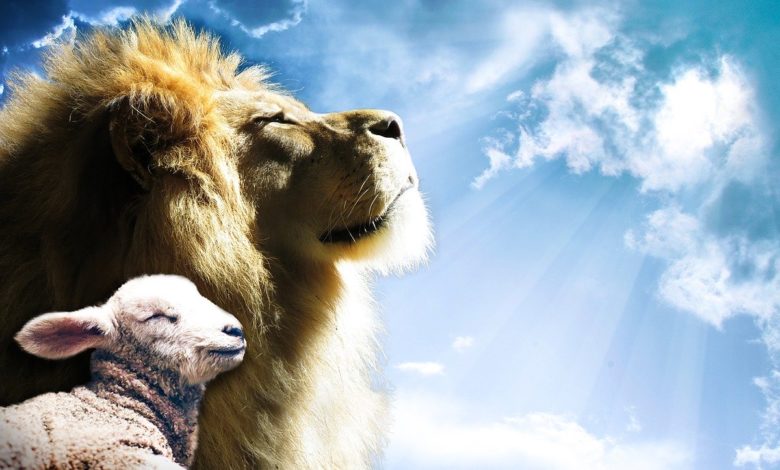 A lion and a lamb that show that the messianic prophecies of the old testament of the Bible point to the Messiah Yeshua
