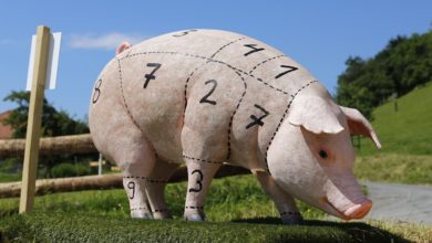 A pig/ swine that shows that pork is not allowed to eat according to the Dietary Law of the Bible